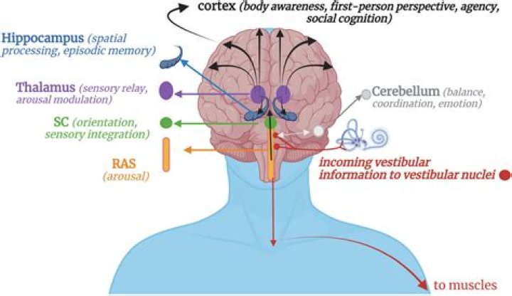 Romi Bean's Journey In Neuroscience
